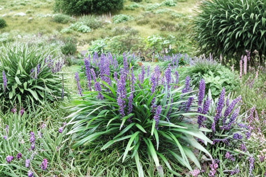Liriope 'Big Blue' | Lilyturf Evergreen Groundcover | Purple Flowering Border Plant | Shade Perennial | Live Plant | Multiple Size Options