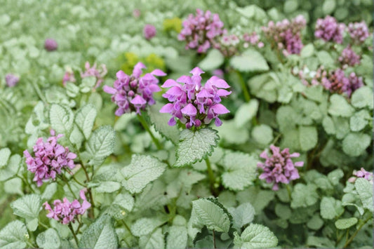 Lamium 'Beacon Silver' | Silver Spotted Deadnettle | Shade Groundcover | Evergreen Perennial | Live Plant | 3.5" Pot