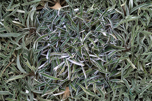 Dymondia margaretae | Silver Carpet Groundcover | Drought-Tolerant Lawn Alternative | Evergreen Live Plant | 3.5" Pot
