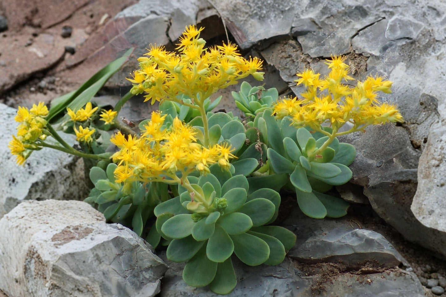 Sedum palmeri | Palmer's Stonecrop Succulent | Evergreen Groundcover | Drought-Tolerant Live Plant | Fairy Garden Sedum | Rooted Plant or Cuttings