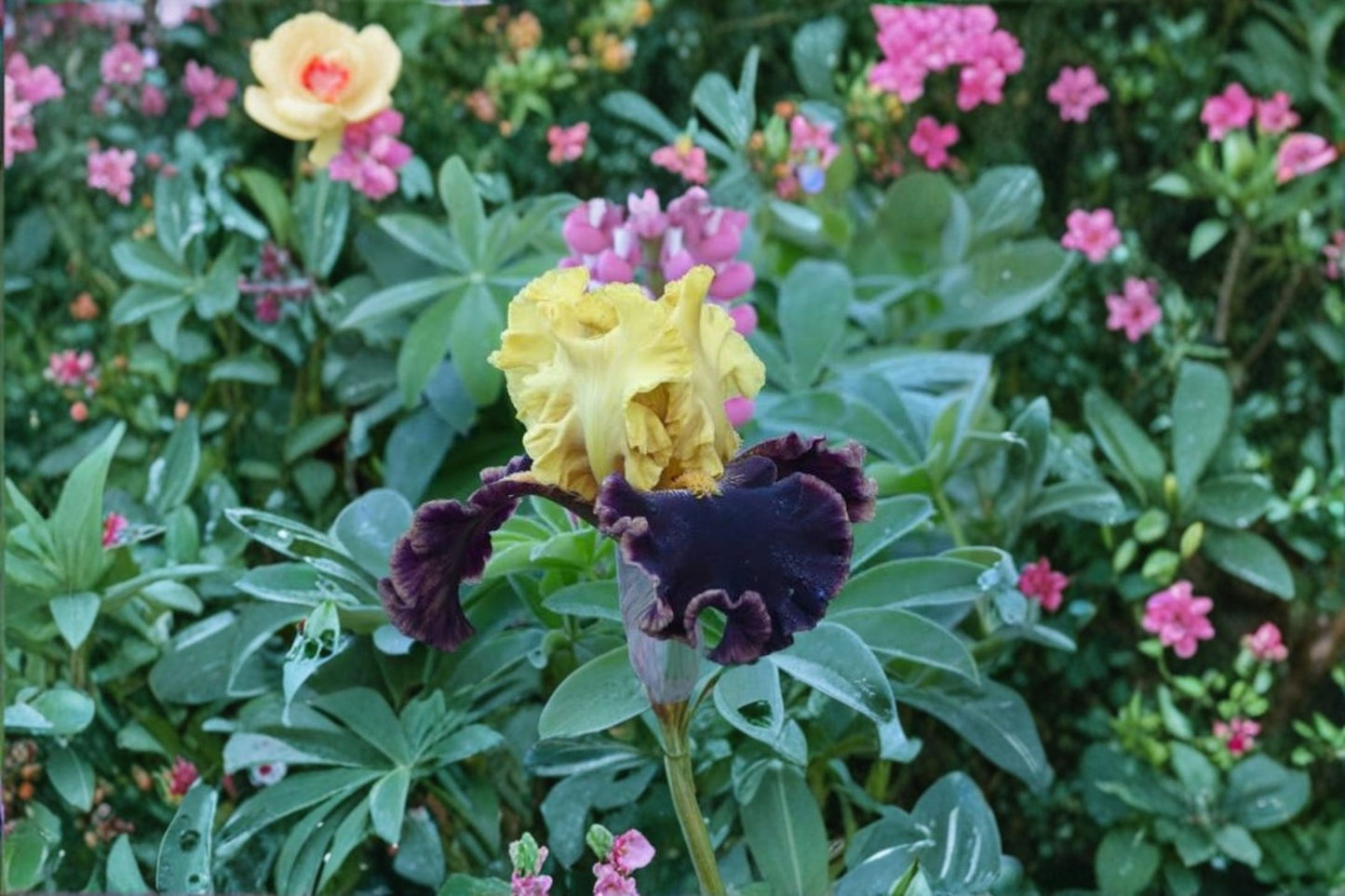 Iris 'Sun Devil' | Reblooming Bearded Iris | Burgundy & Yellow Iris | Fragrant Perennial | Bareroot Rhizome | Fall 2026 Pre-Order