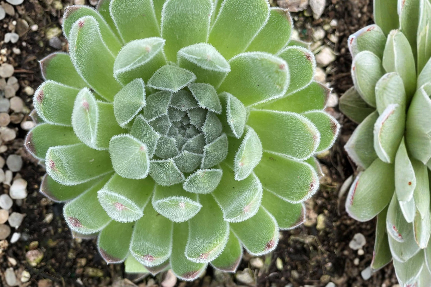 Sempervivum 'Sugar Shimmer' | Chick Charms® Hens & Chicks | Color-Changing Succulent | Cold Hardy Live Plant | Fairy Garden Plug