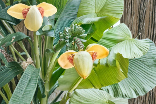 Musa basjoo | Hardy Banana Plant | Cold Hardy Tropical Plant | Large Tropical Foliage | Fast Growing Privacy Screen | Live Banana Plant | 1 Gallon Pot