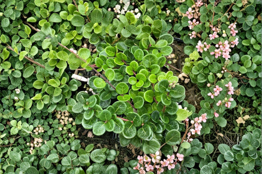 Lonicera crassifolia | Evergreen Honeysuckle Vine | Creeping Honeysuckle | Flowering Groundcover | Trailing Vine | Live Plant | 3.5" Pot