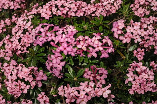 Daphne 'Wilhelm Schacht' | Fragrant Dwarf Daphne | Evergreen Shrub | Purple Pink Spring Blooms | Deer Resistant | 1 Gallon Live Plant