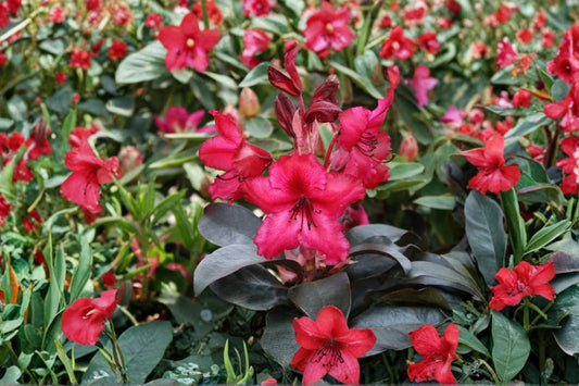 Rhododendron 'Ebony Pearl' | Dark Foliage Rhododendron | Evergreen Shrub | Pink Spring Blooms | Shade Garden Plant | 1 Gallon Live Plant