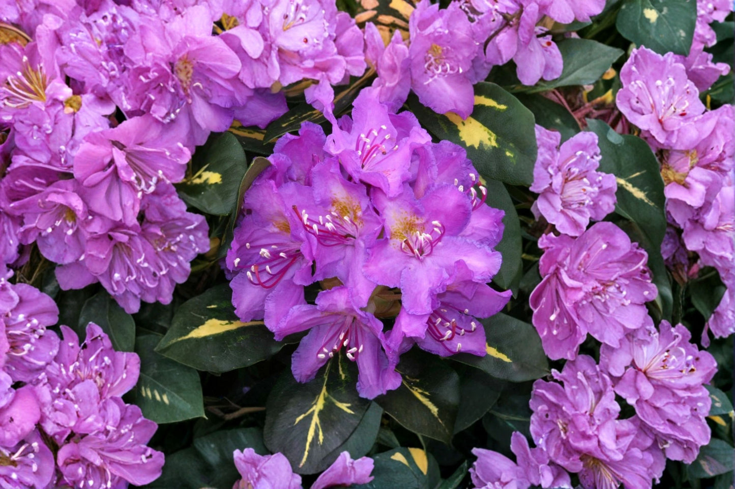 Rhododendron 'Goldflimmer' | Variegated Rhododendron | Evergreen Shrub | Lavender Spring Blooms | Shade Garden Plant | 1 Gallon Live Plant