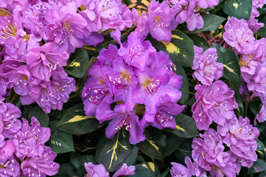 Rhododendron 'Goldflimmer' | Variegated Rhododendron | Evergreen Shrub | Lavender Spring Blooms | Shade Garden Plant | 1 Gallon Live Plant