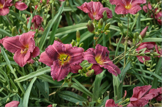 Hemerocallis 'Little Grapette' | Purple Reblooming Dwarf Daylily | Live Daylily Bareroot | Compact Perennial | Fall 2026 Pre-Order