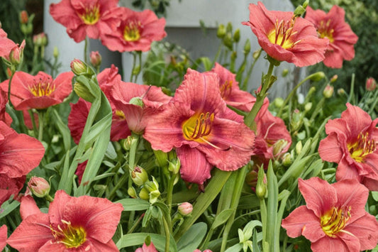 Hemerocallis 'Rosy Returns' | Reblooming Pink Daylily | Live Daylily Bareroot | Rosy Pink Perennial | Fall 2026 Pre-Order