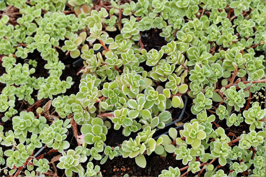 Sedum makinoi 'Variegatum' | Variegated Japanese Stonecrop | Live Succulent Groundcover | Evergreen Sedum | 3.5" Pot or Cuttings