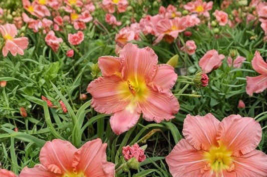 Hemerocallis EveryDayLily® 'Cerise' | Reblooming Pink Daylily | Dwarf Live Daylily Bareroot | Fall 2026 Pre-Order