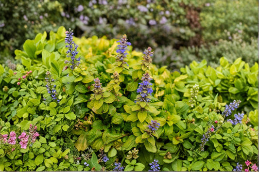 Ajuga Feathered Friends® 'Tropical Toucan' | Golden Bugleweed | Evergreen Groundcover | Shade Perennial | Live Ajuga Plant | 3.5" Pot