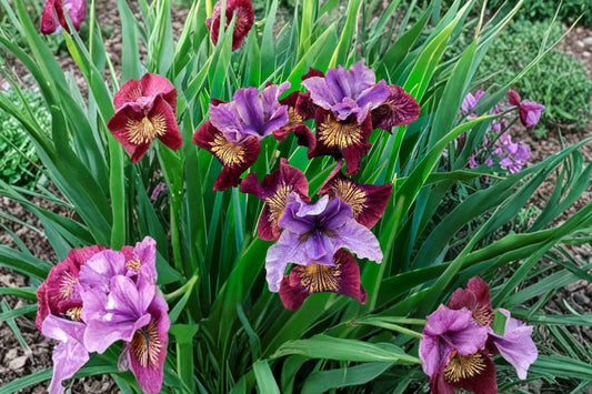 Iris sibirica 'Peacock Butterfly® Miss Apple' | Double Siberian Iris | Fragrant Perennial | Bare Root Rhizome | Fall 2026 Pre-Order