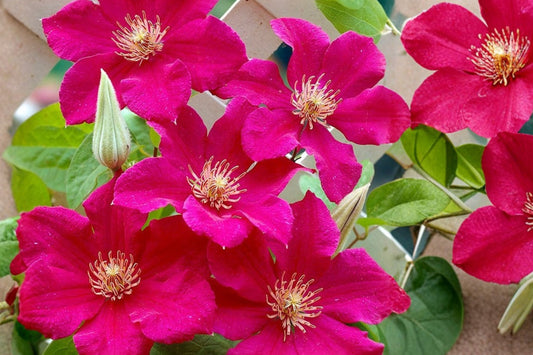 Clematis 'Ernest Markham' | Large Flowered Clematis Vine | Magenta Red Climbing Perennial | Live 1 Gallon Plant | Trellis Arbor Vine