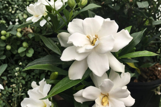 Gardenia 'Frostproof' | Cold Hardy Gardenia | Fragrant Evergreen Shrub | White Blooming Bush | Live 1 Gallon Plant