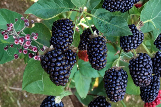 Marionberry Plant | Rubus 'Marion' Blackberry | Live Berry Bush | Bareroot or 1 Gallon Plant | Edible Fruit Vine