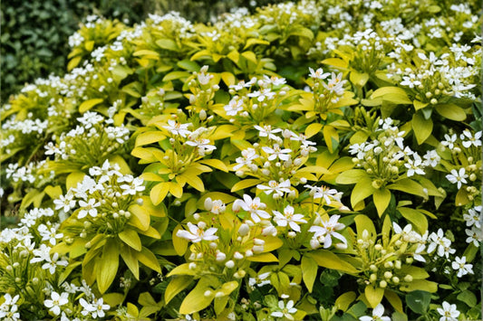 Choisya 'Sundance' | Golden Mexican Orange Blossom | Evergreen Shrub | Fragrant White Flowers | Live 1 Gallon Plant