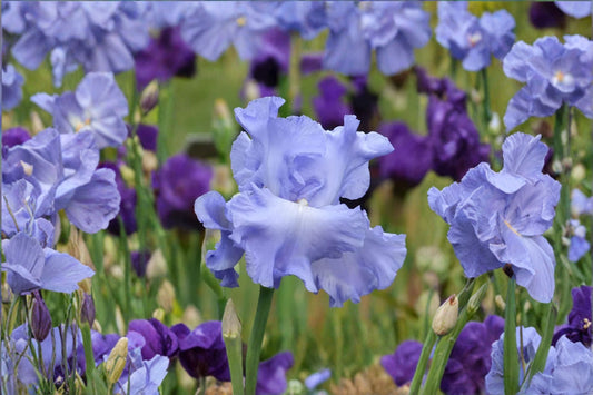 Iris 'Feedback' | Reblooming Deep Blue Bearded Iris | Bareroot Rhizome | Fall 2026 Pre-Order | Fragrant Perennial
