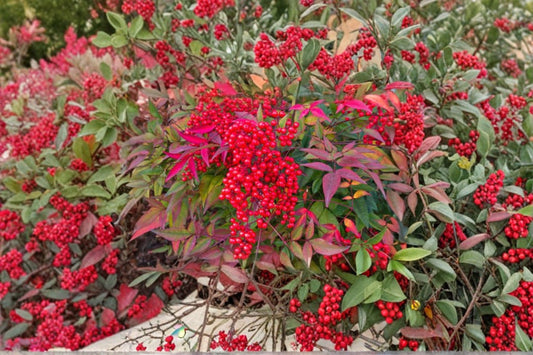 Nandina 'Burgundy Wine' | Heavenly Bamboo | Evergreen Shrub | Burgundy Foliage | 1 Gallon Live Plant