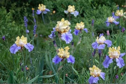 Iris 'Edith Wolford' | Reblooming Bearded Iris Rhizome | Yellow & Blue Violet Iris | Fall 2026 Pre-Order