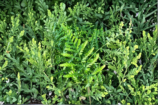 Dryopteris filix-mas 'Linearis Polydactyla' | Semi-Evergreen Male Fern | Rare Woodland Fern | 3.5" Live Plant