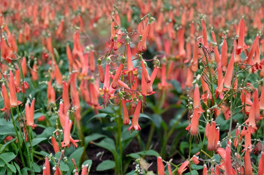 Phygelius COLORBURST® 'Orange' | Cape Fuchsia | Orange Flowering Perennial | 1 Gallon Live Plant