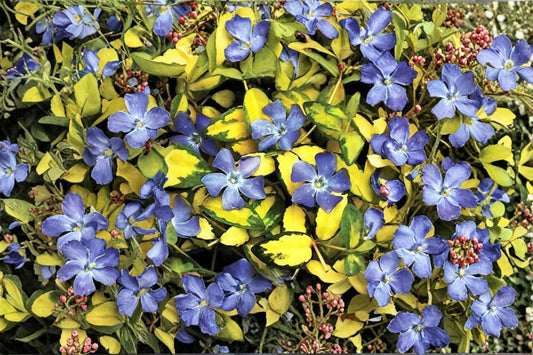 Vinca minor 'Illumination' | Variegated Periwinkle | Evergreen Groundcover | Shade Plant | Live 4" Pot