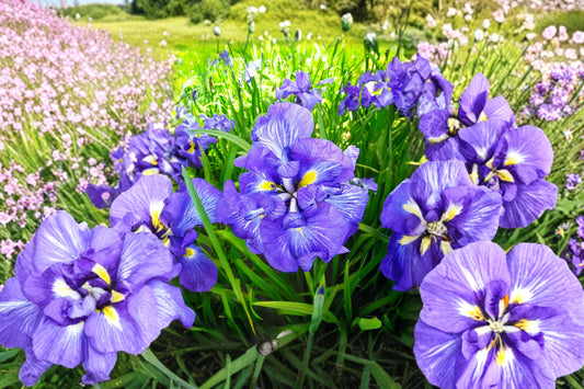 Iris ensata 'Electric Rays' | Japanese Water Iris | White & Purple Blooms | Bareroot Rhizome | Fall 2026 Pre-Order