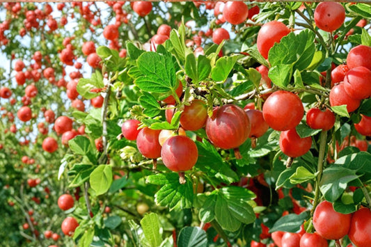 Ribes 'Pixwell' Gooseberry | Thorny Fruiting Shrub | Sweet Green to Pink Berries | Live Gooseberry Plant
