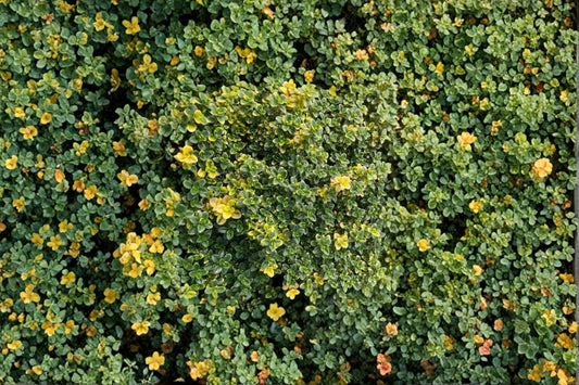 Thymus citriodorus 'Doone Valley' | Variegated Creeping Thyme | Fragrant Evergreen Groundcover | Live Herb Plant