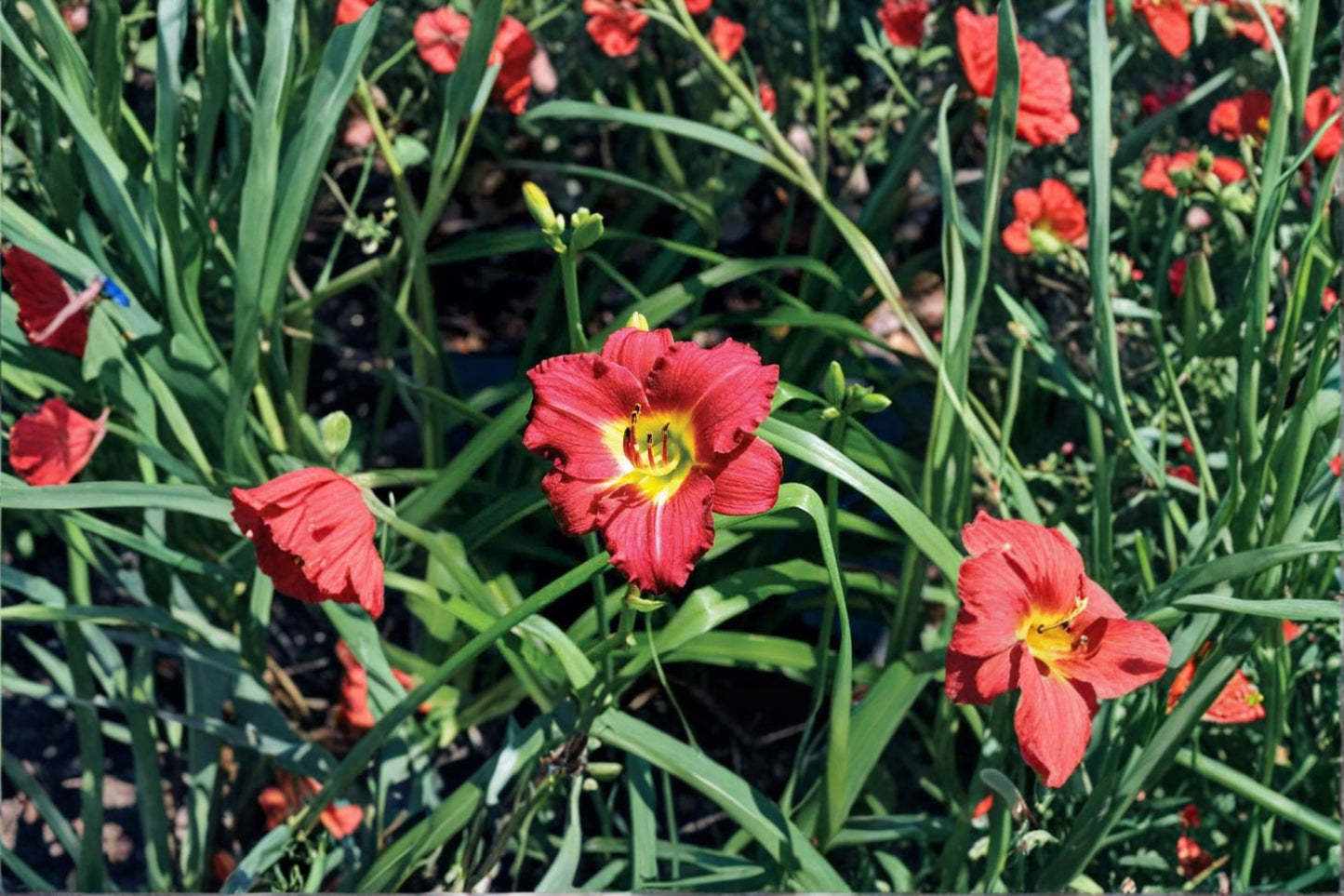 Hemerocallis 'Ruby Stella' | Reblooming Red Daylily | Dwarf Perennial | Fall 2026 Bareroot Pre-Order