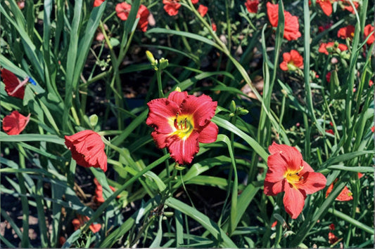 Hemerocallis 'Ruby Stella' | Reblooming Red Daylily | Dwarf Perennial | Fall 2026 Bareroot Pre-Order