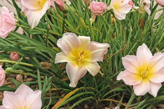 Hemerocallis 'Catherine Woodbury' | Creamy Pink Daylily | Fragrant Reblooming Perennial | Fall 2026 Bareroot Pre-Order