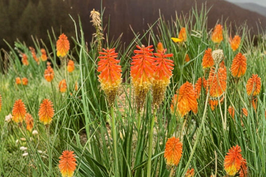Kniphofia 'Red Hot Popsicle' | Red Torch Lily | Compact Red Hot Poker | Hummingbird Perennial | 1 Gallon Live Plant