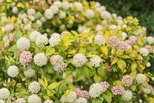 Physocarpus 'Dart's Gold' | Golden Ninebark Shrub | Bright Yellow Foliage | Hardy Deciduous Shrub | 1 Gallon Live Plant
