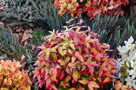 Nandina domestica 'Firepower' | Dwarf Heavenly Bamboo | Evergreen Shrub | Brilliant Red Winter Foliage | 1 Gallon Live Plant