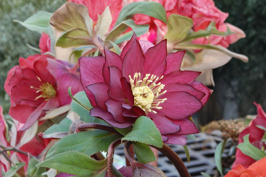Helleborus 'Red Sapphire' | Winter Jewels Lenten Rose | Evergreen Shade Perennial | Early Spring Blooms | Live Plant