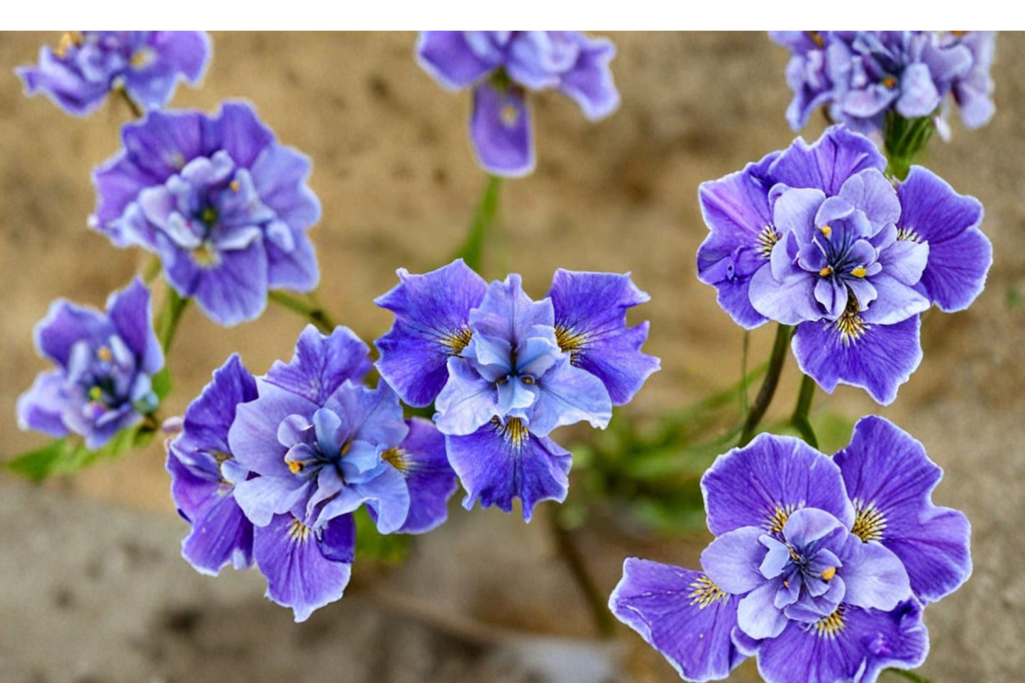 Iris sibirica 'Blue Bird' | Siberian Iris | Sapphire Blue Perennial | Deer Resistant | Fall 2026 Pre-Order