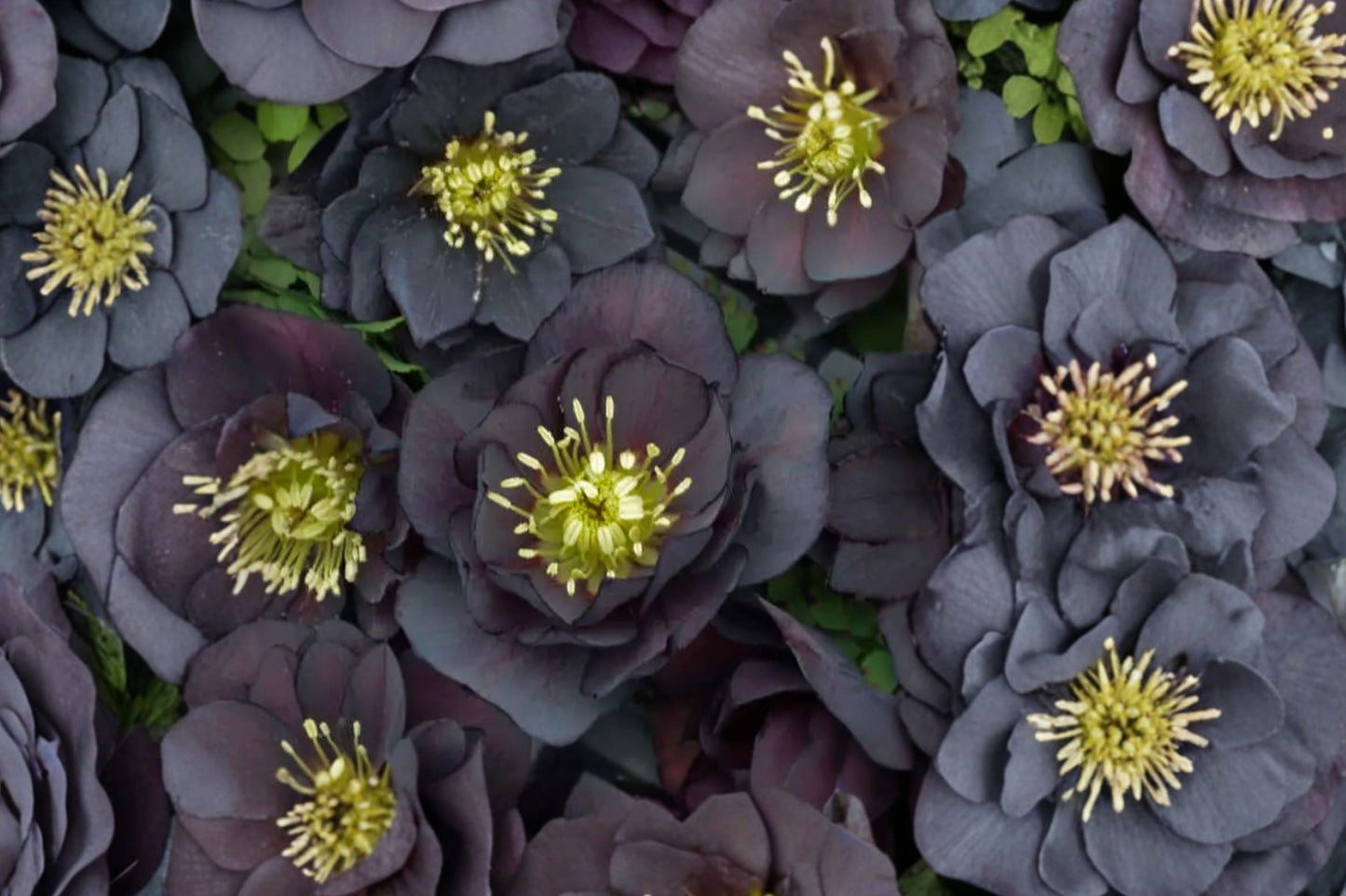 Lenten Rose 'Dark and Handsome' | Wedding Party® Hellebore | Evergreen Shade Perennial | 1 Gallon Live Plant