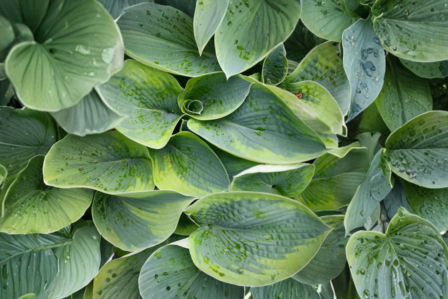Hosta tokudama 'Flavocircinalis' | Variegated Plantain Lily | Blue-Green Shade Perennial | Fall 2026 Pre-Order