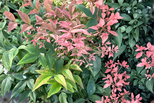 Nandina domestica 'Gulf Stream' | Gulf Stream Heavenly Bamboo | Evergreen Shrub | Colorful Foliage | 1 Gallon Live Plant