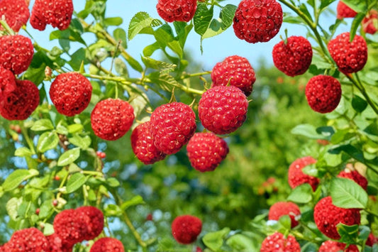 Rubus idaeus 'Willamette' | Willamette Red Raspberry Plant | Summer Bearing Berry Bush | Live Raspberry | 4.5" Pot