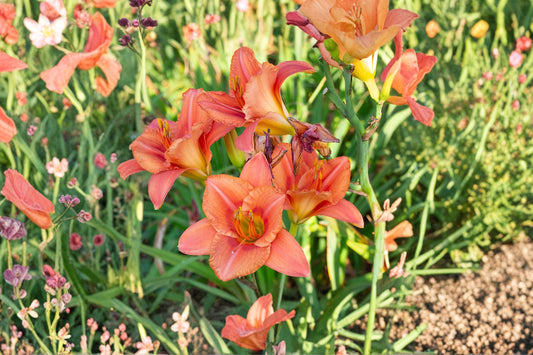Hemerocallis 'South Sea' | Peach Coral Daylily | Reblooming Perennial | Bareroot Daylily | Fall 2026 Pre-Order