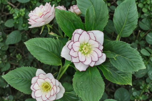 Lenten Rose 'Fire and Ice' | Winter Jewels Hellebore | Evergreen Shade Perennial | Live Plant