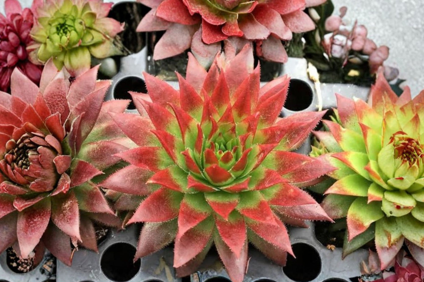 Sempervivum Chick Charms® 'Candied Apple' | Red Hens & Chicks Succulent | Cold Hardy Evergreen | 3.5" Live Plant