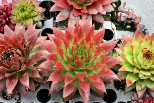 Sempervivum Chick Charms® 'Candied Apple' | Red Hens & Chicks Succulent | Cold Hardy Evergreen | 3.5" Live Plant
