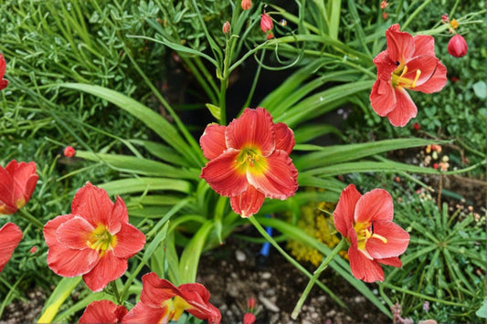 Hemerocallis 'Nippon' | Cream & Deep Red Reblooming Daylily | Bare Root Perennial | Fall 2026 Pre-Order | Hardy Live Plant