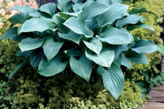 Hosta 'Krossa Regal' | Giant Frosty Blue Hosta | Bare Root Shade Perennial | Live Plant | Fall 2026 Pre-Order | USDA Zones 3–9