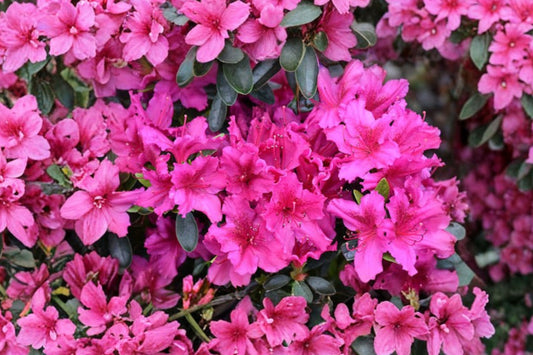 Azalea 'Girard's Fuchsia' | Hot Pink Evergreen Azalea Shrub | Dwarf Rhododendron | 1 Gallon Live Plant | Zones 6–9